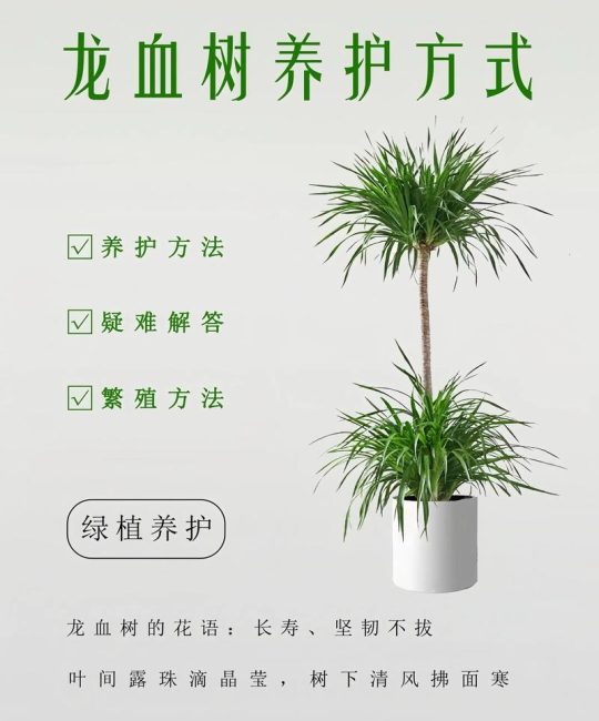 龙血树移栽全攻略：掌握这7步，成活率飙升90%