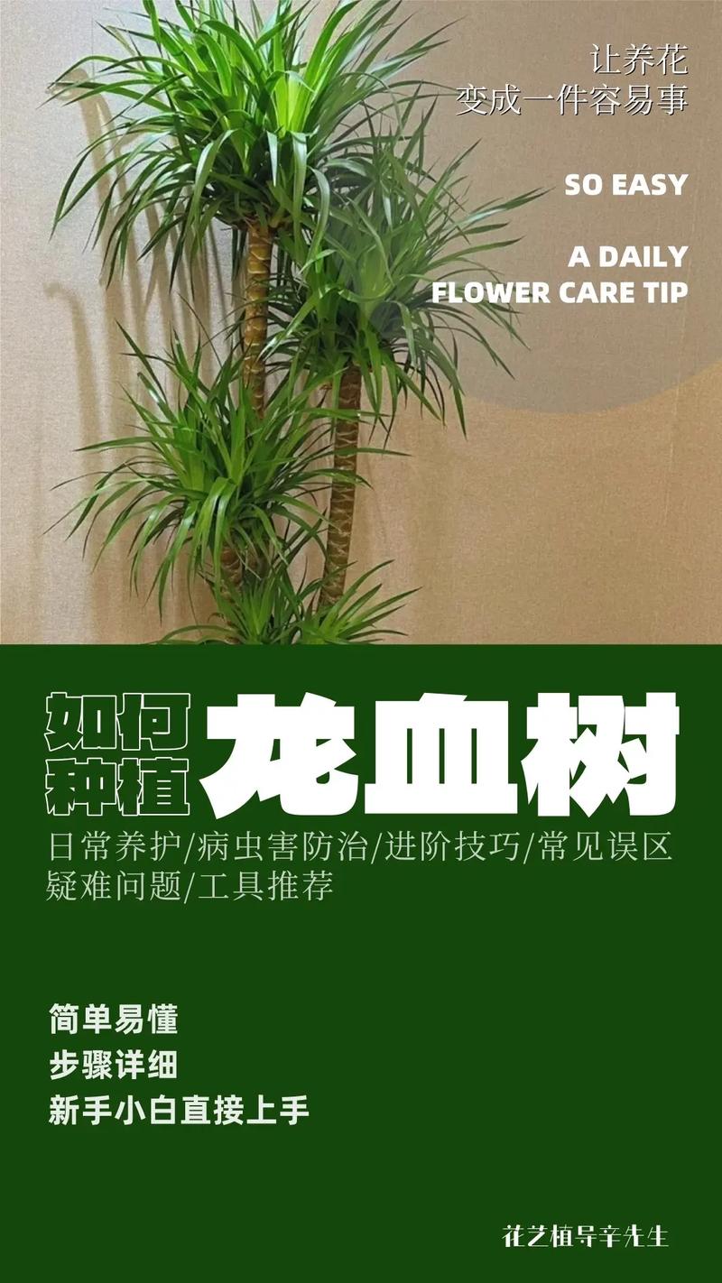龙血树移栽全攻略:掌握这7步,成活率飙升90% 七、成活注意事项:别掉以轻心