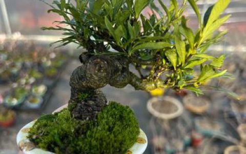 老桩栀子花好养吗？全面养护指南