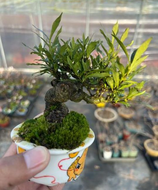 老桩栀子花好养吗？全面养护指南