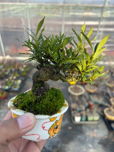 老桩栀子花好养吗?全面养护指南 老桩栀子花好养吗?全面养护指南