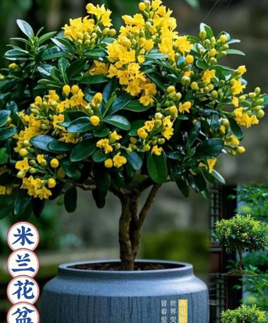 米兰花能扦插繁殖吗？一份精准到参数级别的技术指南，助你培育出爆盆米兰