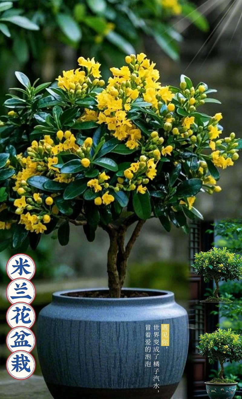 米兰花能扦插繁殖吗?一份精准到参数级别的技术指南,助你培育出爆盆米兰 第一步:品种鉴定与繁殖方式选择