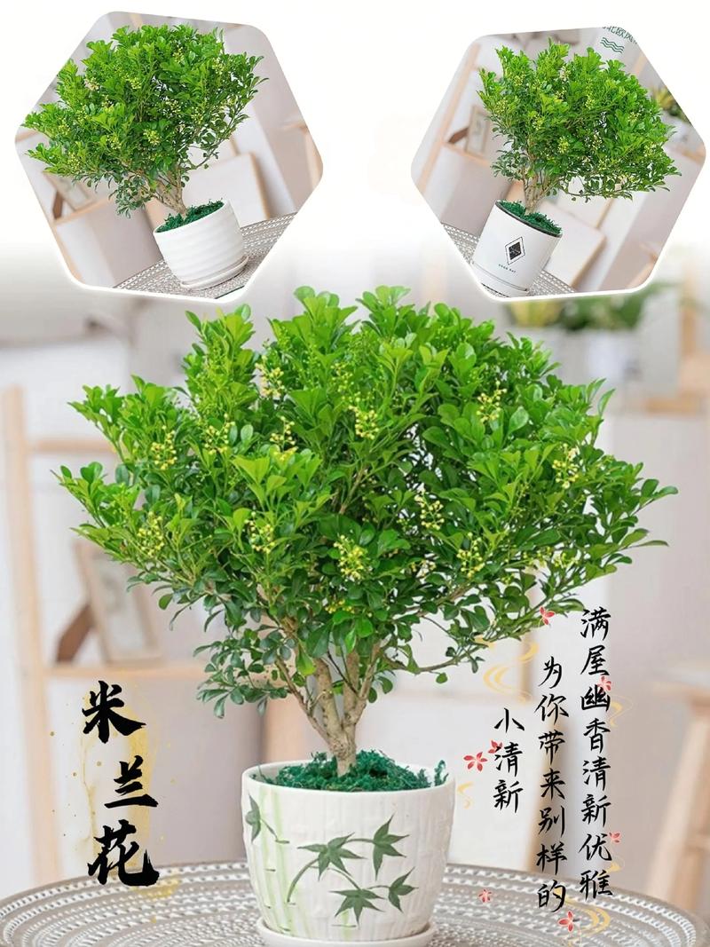 米兰花能扦插繁殖吗?一份精准到参数级别的技术指南,助你培育出爆盆米兰 第二步:基质配制与环境参数设定