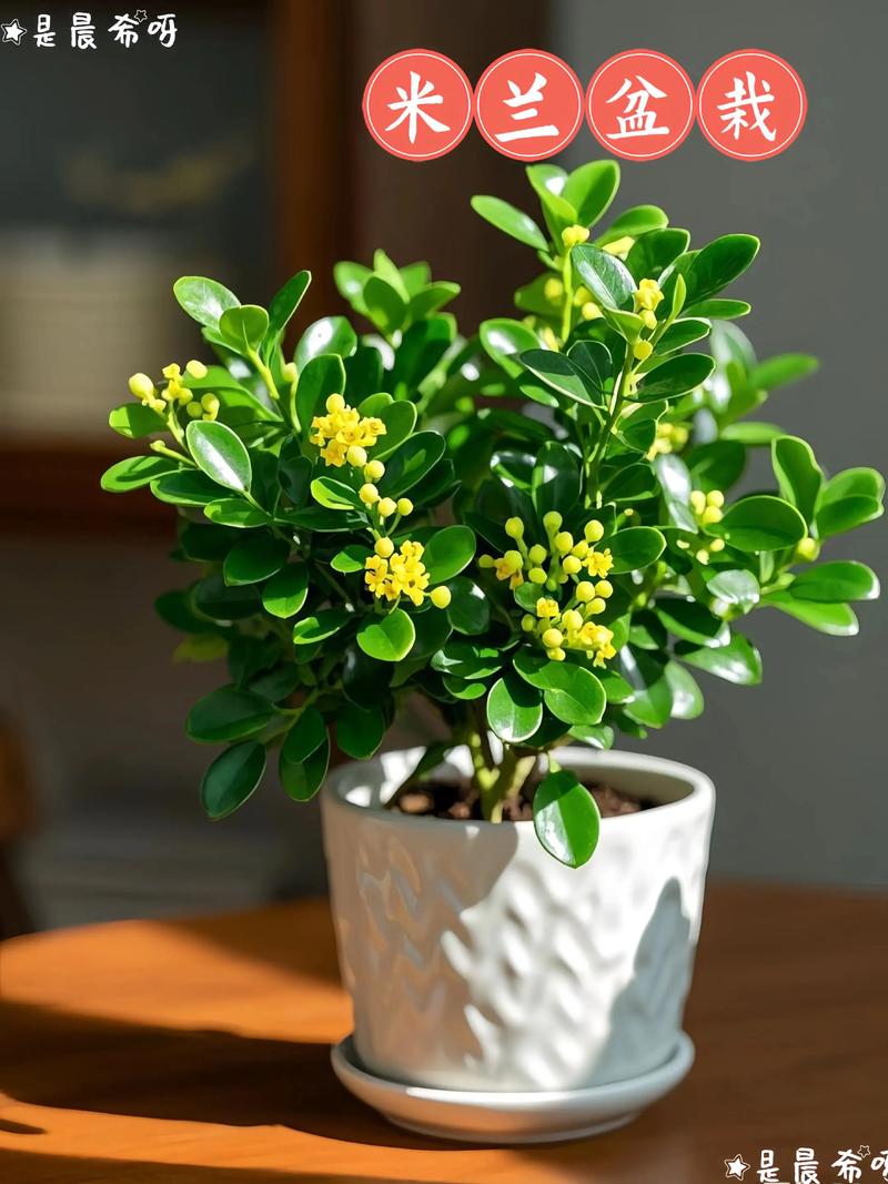 米兰花能扦插繁殖吗?一份精准到参数级别的技术指南,助你培育出爆盆米兰 第三步:操作流程与关键节点控制