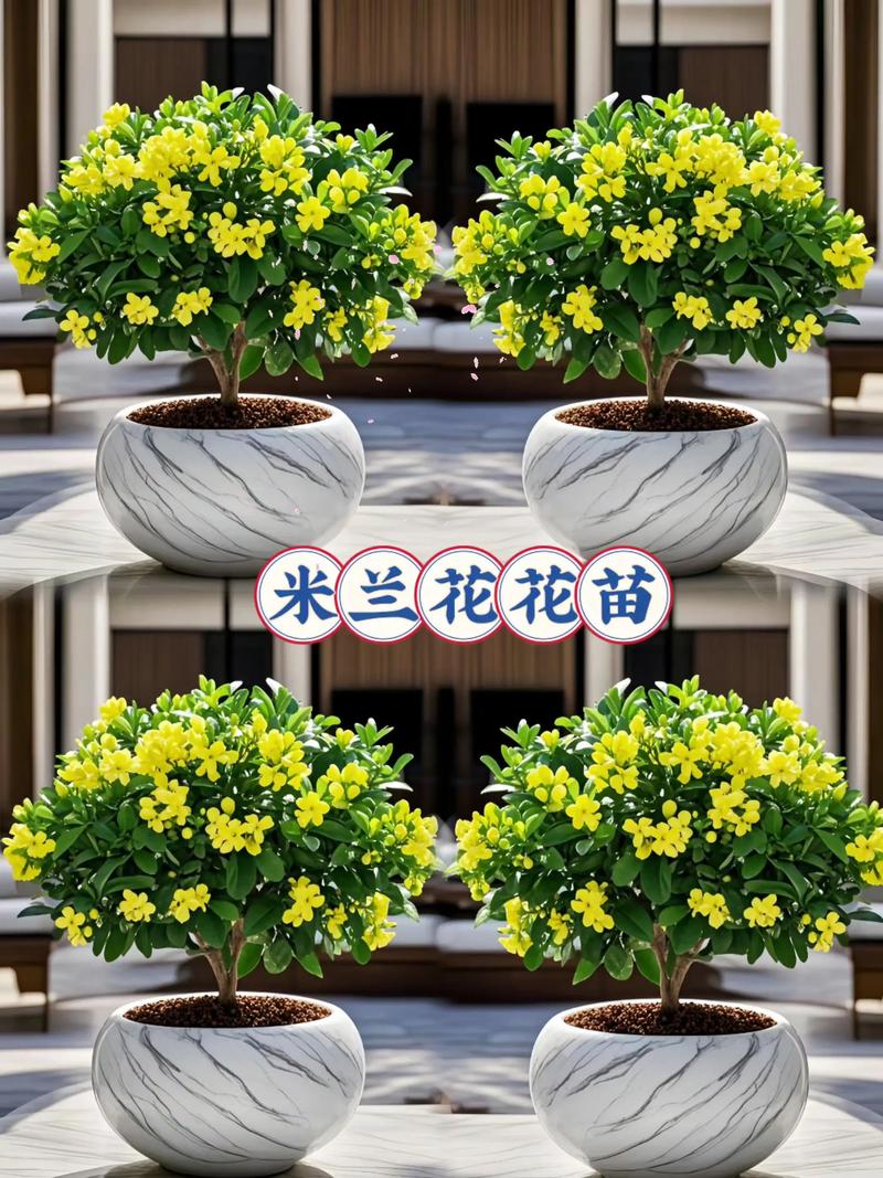 米兰花能扦插繁殖吗?一份精准到参数级别的技术指南,助你培育出爆盆米兰 第五步:幼苗管理指南与移栽决策