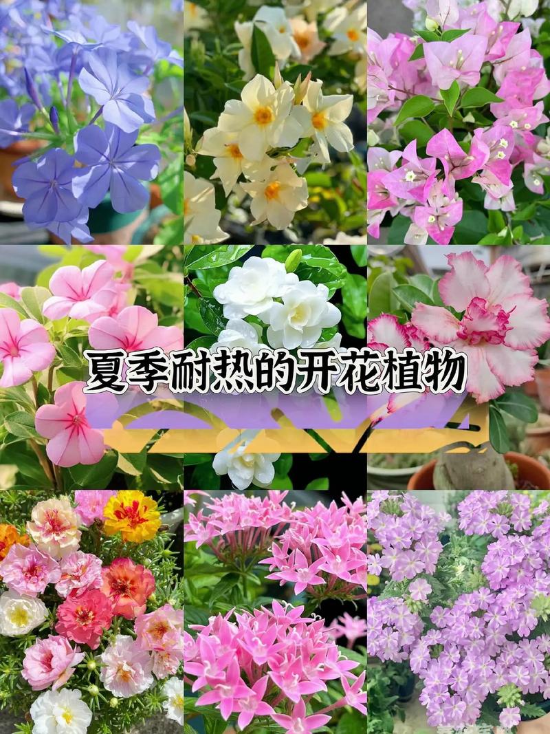 四川夏天适合种什么花?耐热耐湿品种推荐与养护指南 四、夏季养护误区纠正