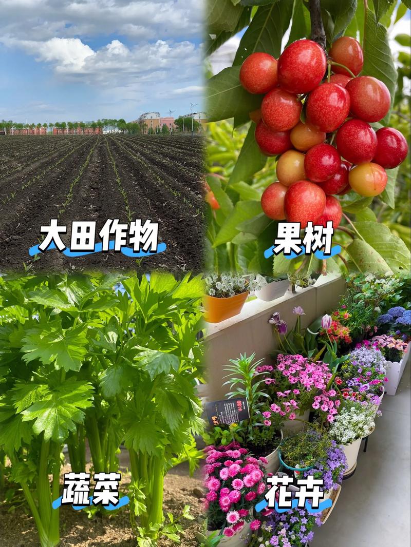 苹果冬季施什么肥?这3种肥料搭配,明年花芽饱满坐果率高 新栽苹果苗冬季施肥前,先按“嫁接口、根系、苗龄”三重标准验收