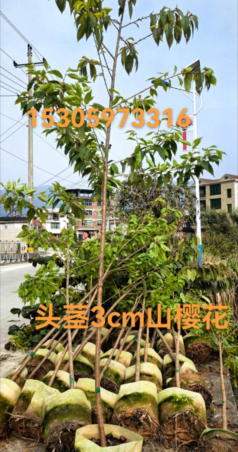 樱花哪里便宜?园艺达人的低价购苗与种植全攻略 二、本地苗圃与花卉市场:面对面砍价