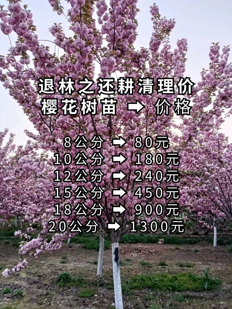 樱花哪里便宜?园艺达人的低价购苗与种植全攻略 五、选对品种与时机,省更多