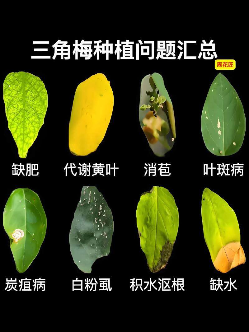 花叶子干枯是怎么回事?常见原因与拯救对策全解析 一、浇水不当——最首要的排查方向