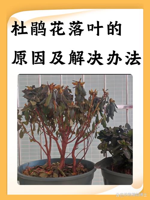 花叶子干枯是怎么回事?常见原因与拯救对策全解析 四、空气湿度与环境突变