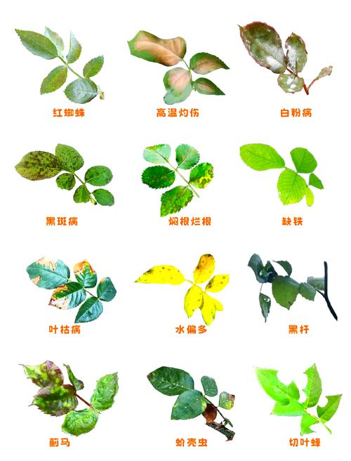 花叶子干枯是怎么回事?常见原因与拯救对策全解析 二、光照问题——过强或不足都会伤叶