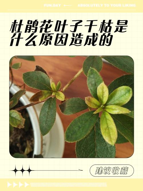花叶子干枯是怎么回事?常见原因与拯救对策全解析 综合挽救步骤