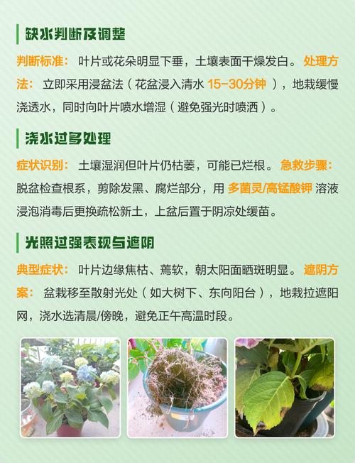 花叶子干枯是怎么回事?常见原因与拯救对策全解析 预防胜于治疗