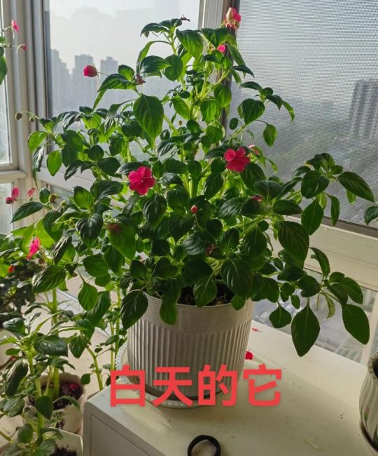什么花晚上睡眠？揭秘夜间闭合睡眠的奇妙花卉