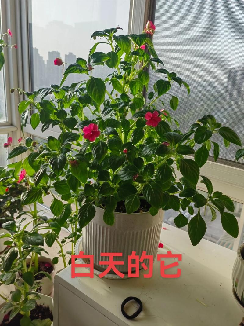 什么花晚上睡眠?揭秘夜间闭合睡眠的奇妙花卉 什么花晚上睡眠?揭秘夜间闭合睡眠的奇妙花卉