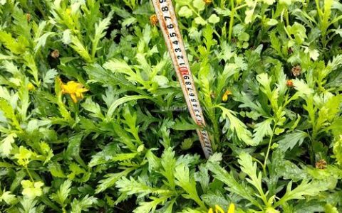 木春菊多少钱一株？2026年市场参考价与五大定价因素全解析