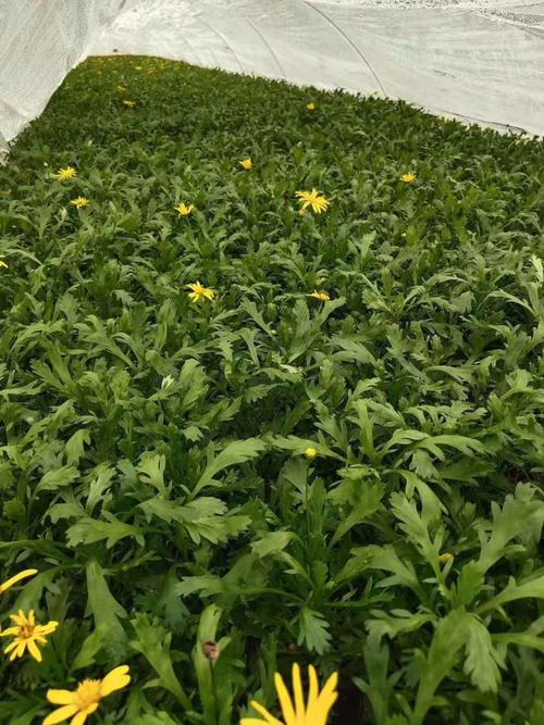 木春菊多少钱一株?2026年市场参考价与五大定价因素全解析 询价指南