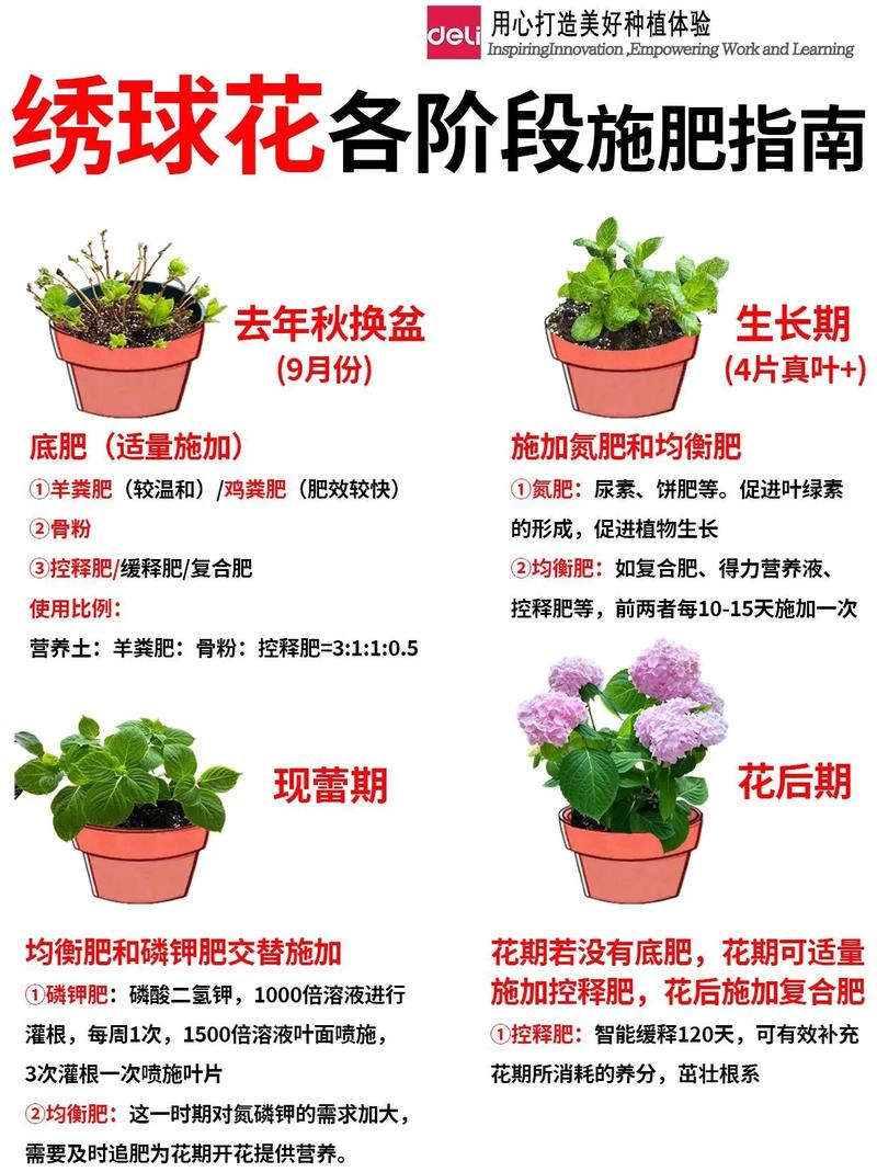 大绣球花怎么种植?七步实操指南,新手也能养出爆盆花球 六、缓苗管理:7-15天安全过渡