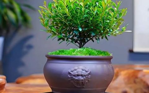 楠木盆栽怎么养殖？六个养护要点让您轻松上手
