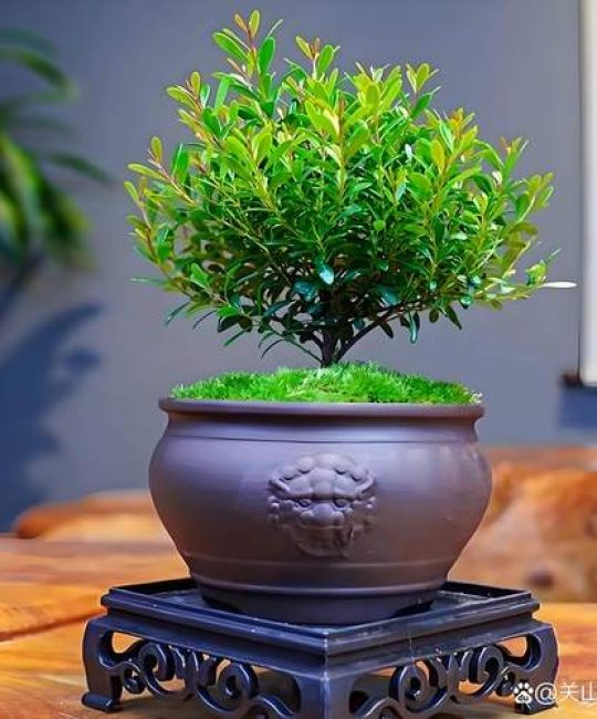 楠木盆栽怎么养殖？六个养护要点让您轻松上手