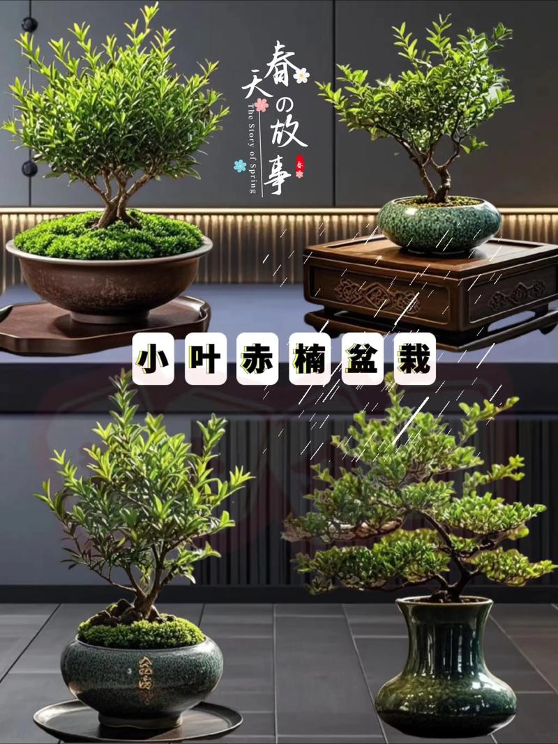 光照