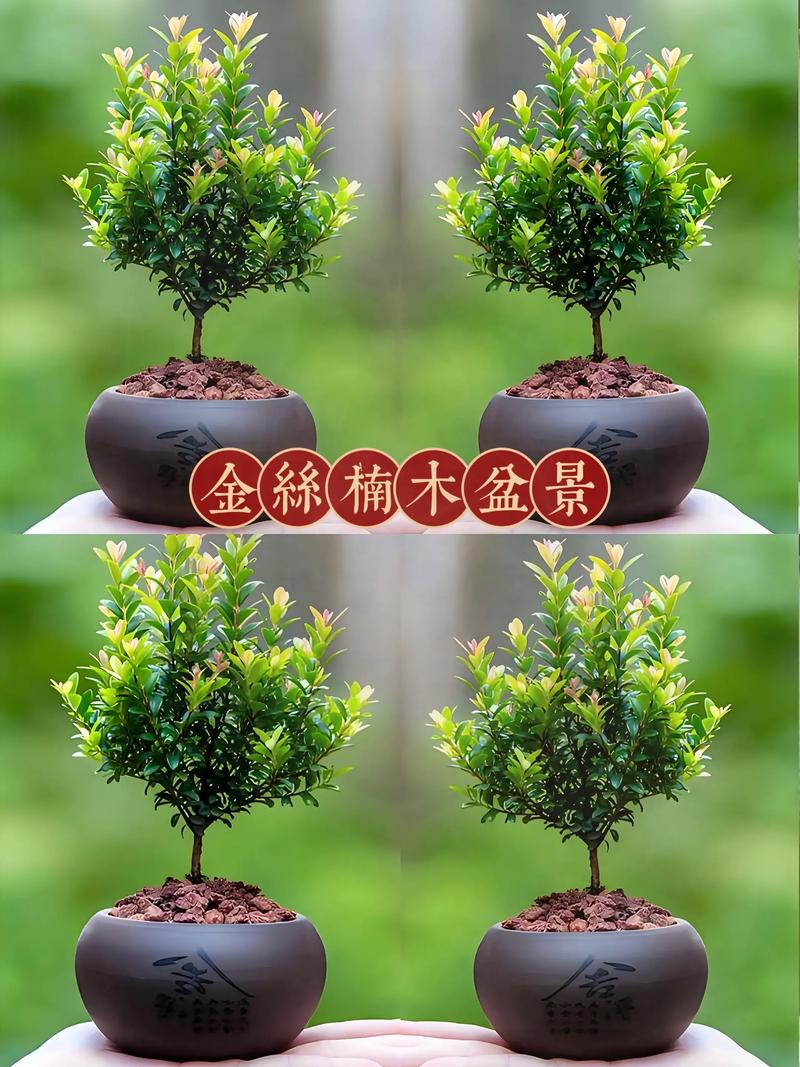 换盆