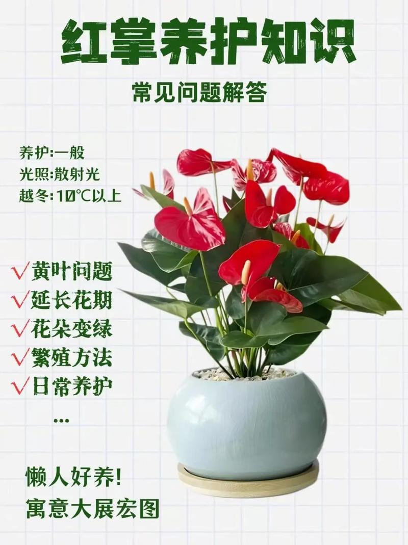 红掌小苗怎么养护?六个核心步骤助你养出健康红掌 越冬越夏