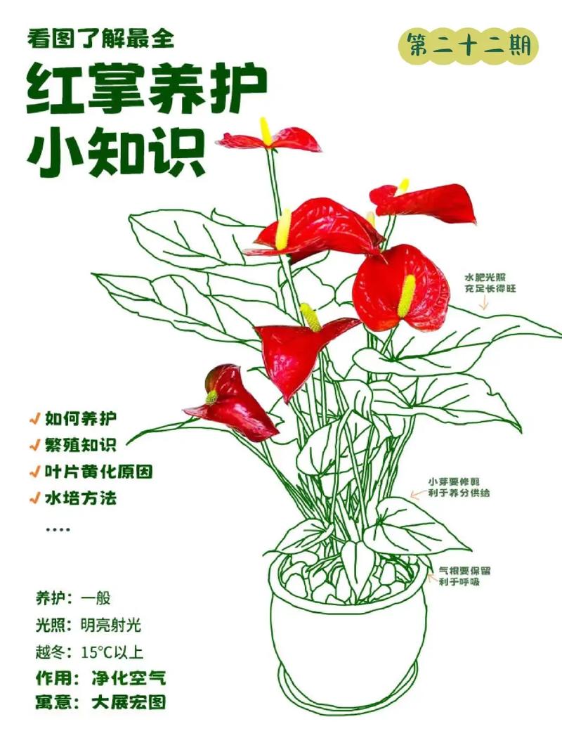 红掌小苗怎么养护?六个核心步骤助你养出健康红掌 换盆或田间管理