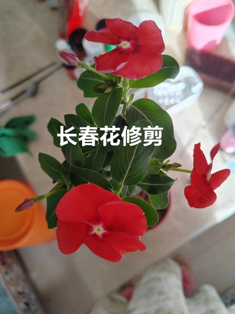 长春花修剪方法视频教程:如何通过修剪实现长春花爆盆开花 长春花修剪方法视频教程:如何通过修剪实现长春花爆盆开花