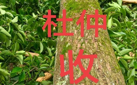 杜仲苗子多少钱一棵？2025年最新价格参考与影响因素全解析