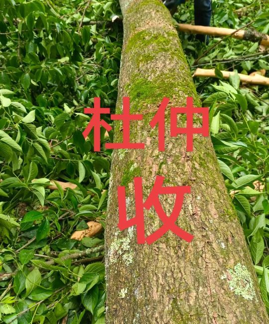 杜仲苗子多少钱一棵？2025年最新价格参考与影响因素全解析