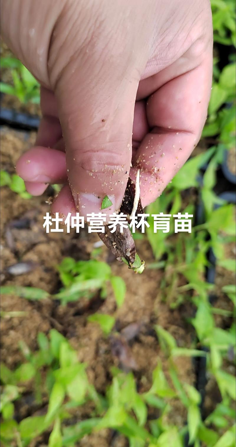 产地因素：区域优势影响价格