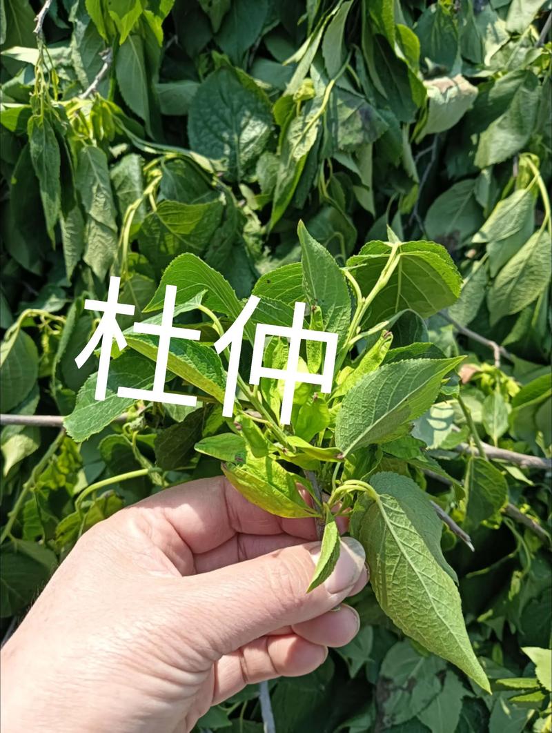 数量因素：批发与零售价差显著