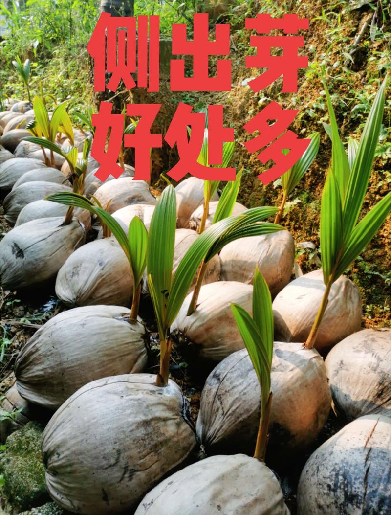 椰子树苗价格参考(2025年最新报价) 季节因素:春季采购最划算