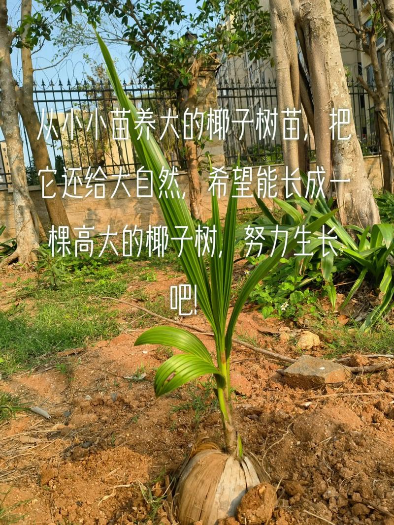 椰子树苗价格参考(2025年最新报价) 数量因素:批发可享阶梯折扣