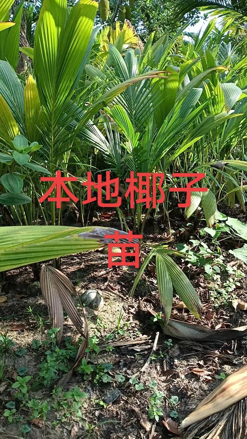 椰子树苗价格参考(2025年最新报价) 常见问题(FAQ)