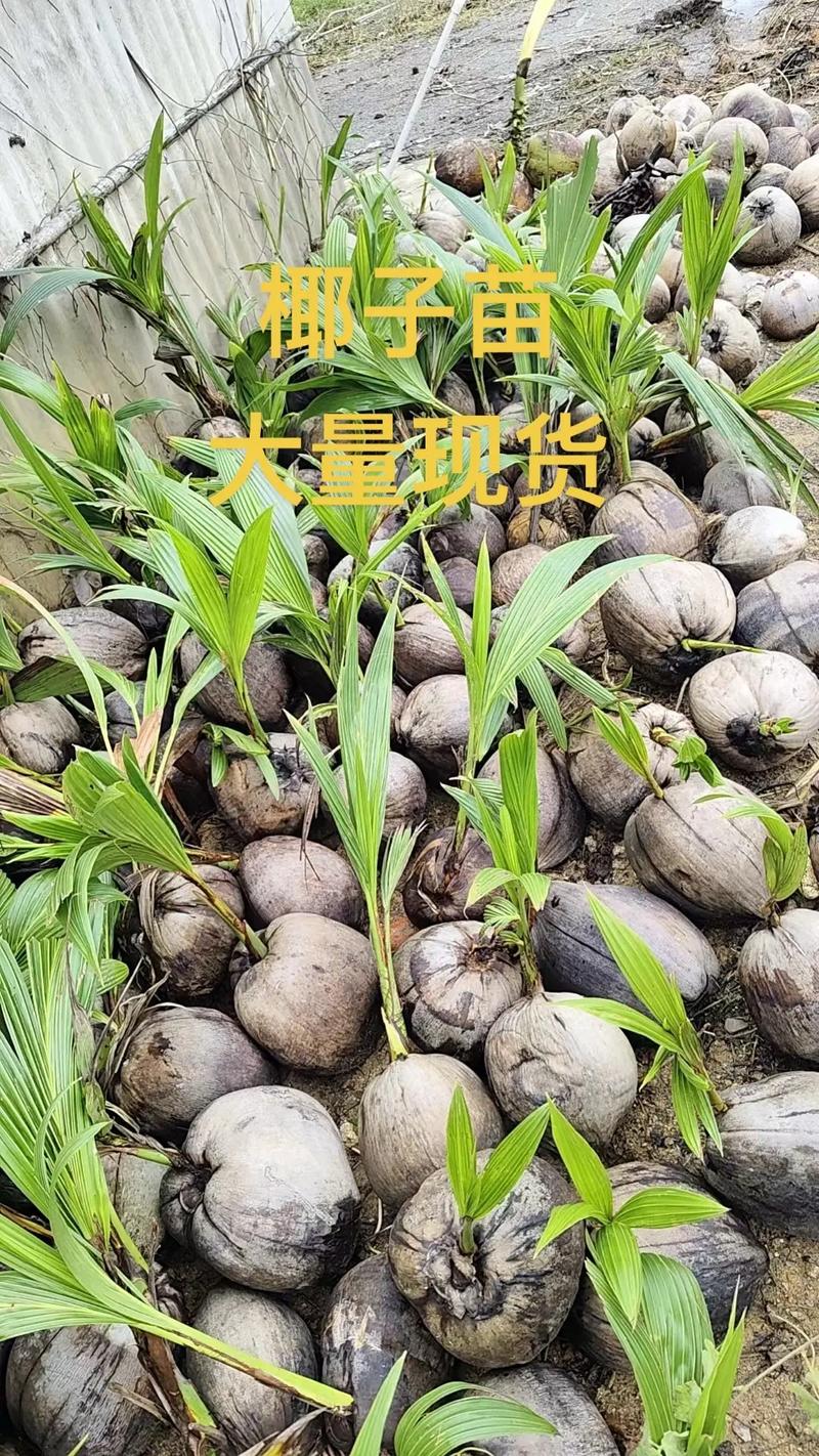 椰子树苗价格参考(2025年最新报价) 咨询指南