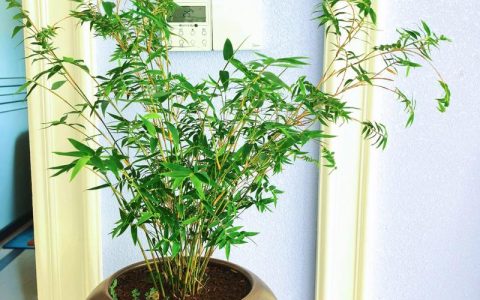 屋里能种竹子吗？室内盆栽竹全流程成活指南