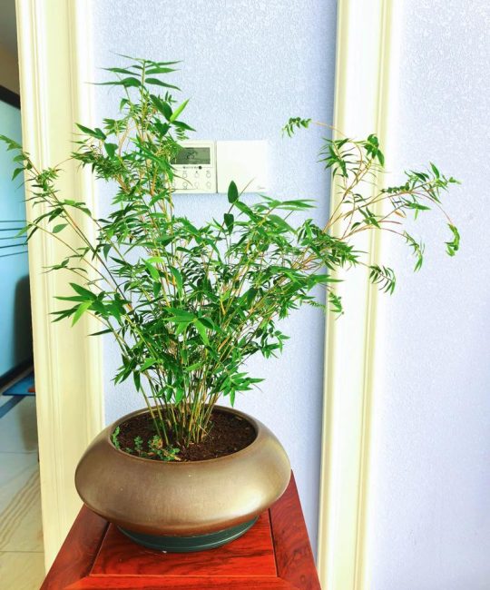 屋里能种竹子吗？室内盆栽竹全流程成活指南