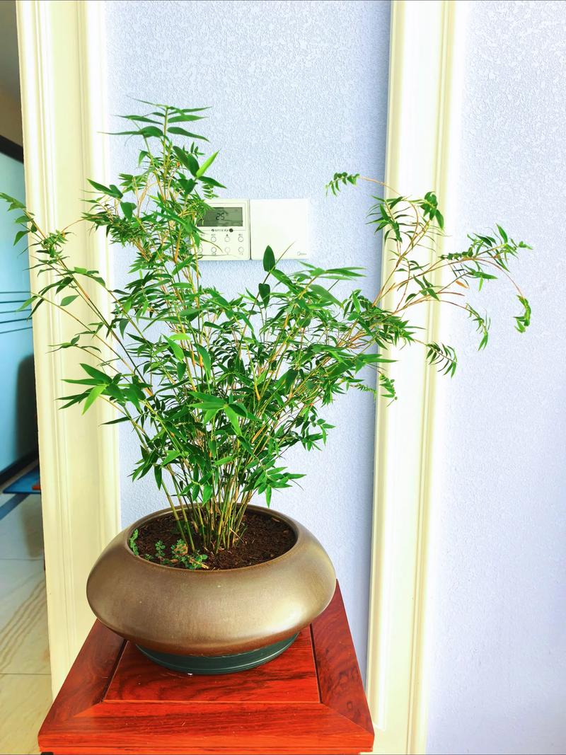 屋里能种竹子吗?室内盆栽竹全流程成活指南 一、适宜时间:室内全年可种,但春秋两季成活率最高