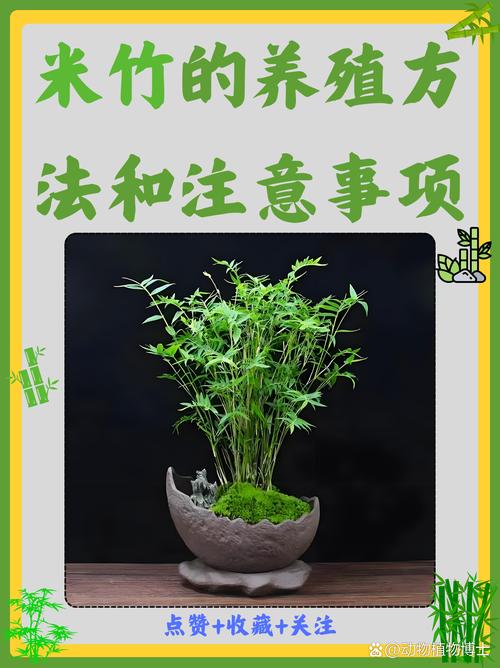 屋里能种竹子吗?室内盆栽竹全流程成活指南 五、浇定根水:边栽边浇,一次性浇透