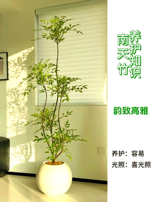 屋里能种竹子吗?室内盆栽竹全流程成活指南 四、栽植深度:根茎结合部与盆土表面平齐