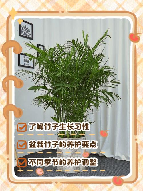 屋里能种竹子吗?室内盆栽竹全流程成活指南 七、成活注意事项:黄叶、烂根的处理与长期管理