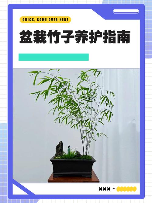 屋里能种竹子吗?室内盆栽竹全流程成活指南 六、缓苗管理:遮阴、保湿、控水是关键