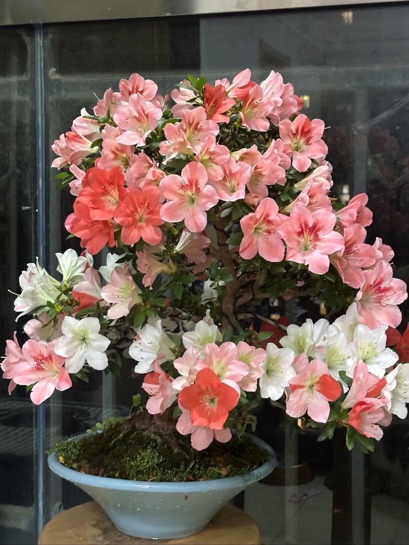 杜鹃花什么季节开花?花期、养护与促花要点一次说清 二、杜鹃花的最佳观赏期有多长?