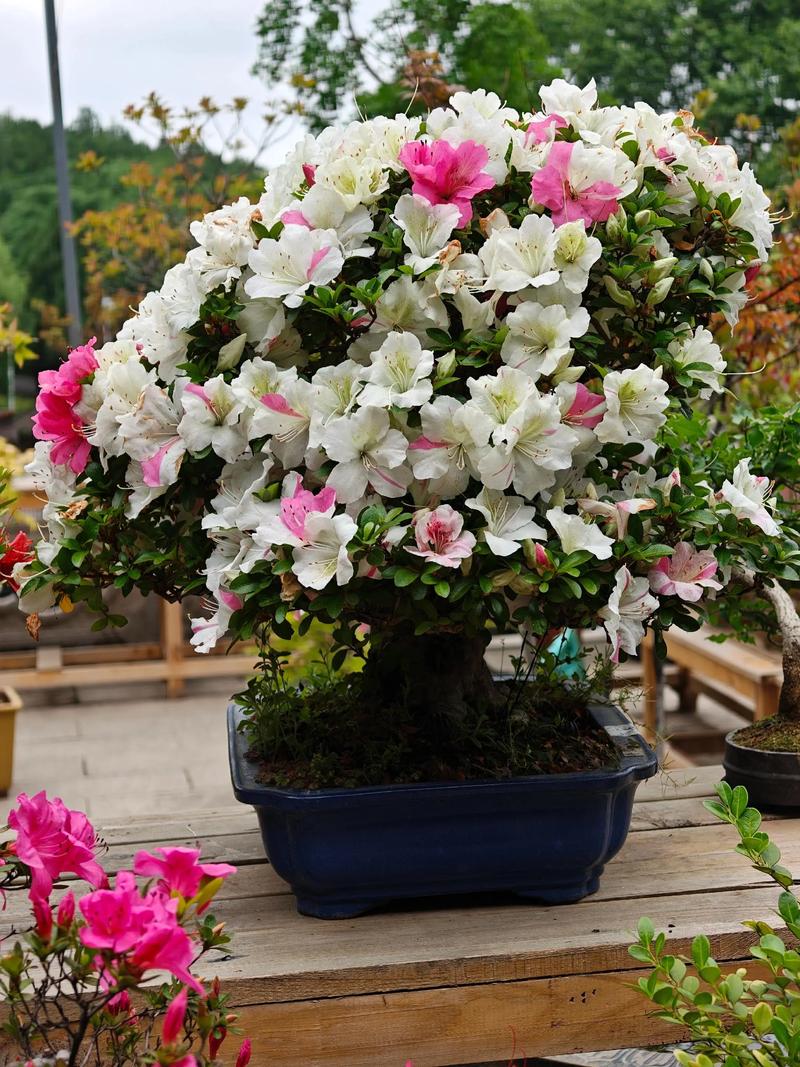 杜鹃花什么季节开花?花期、养护与促花要点一次说清 四、杜鹃花不开花,常见原因有哪些?