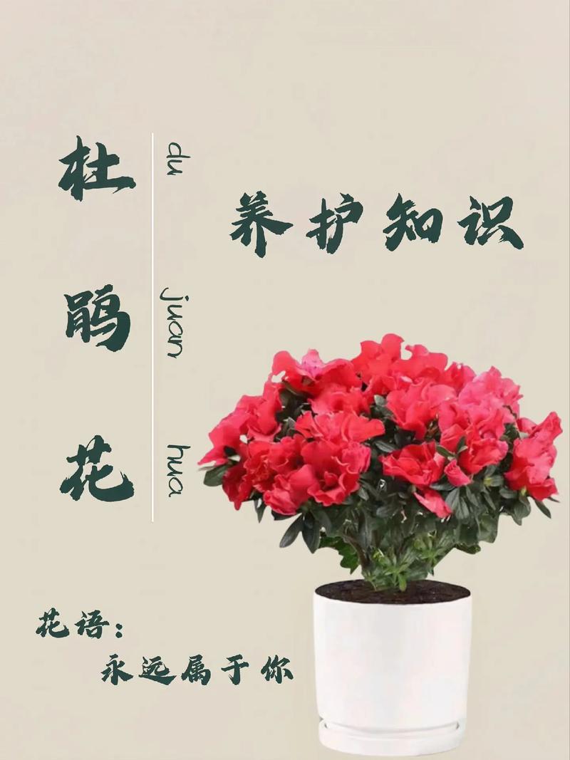 杜鹃花什么季节开花?花期、养护与促花要点一次说清 参考资料