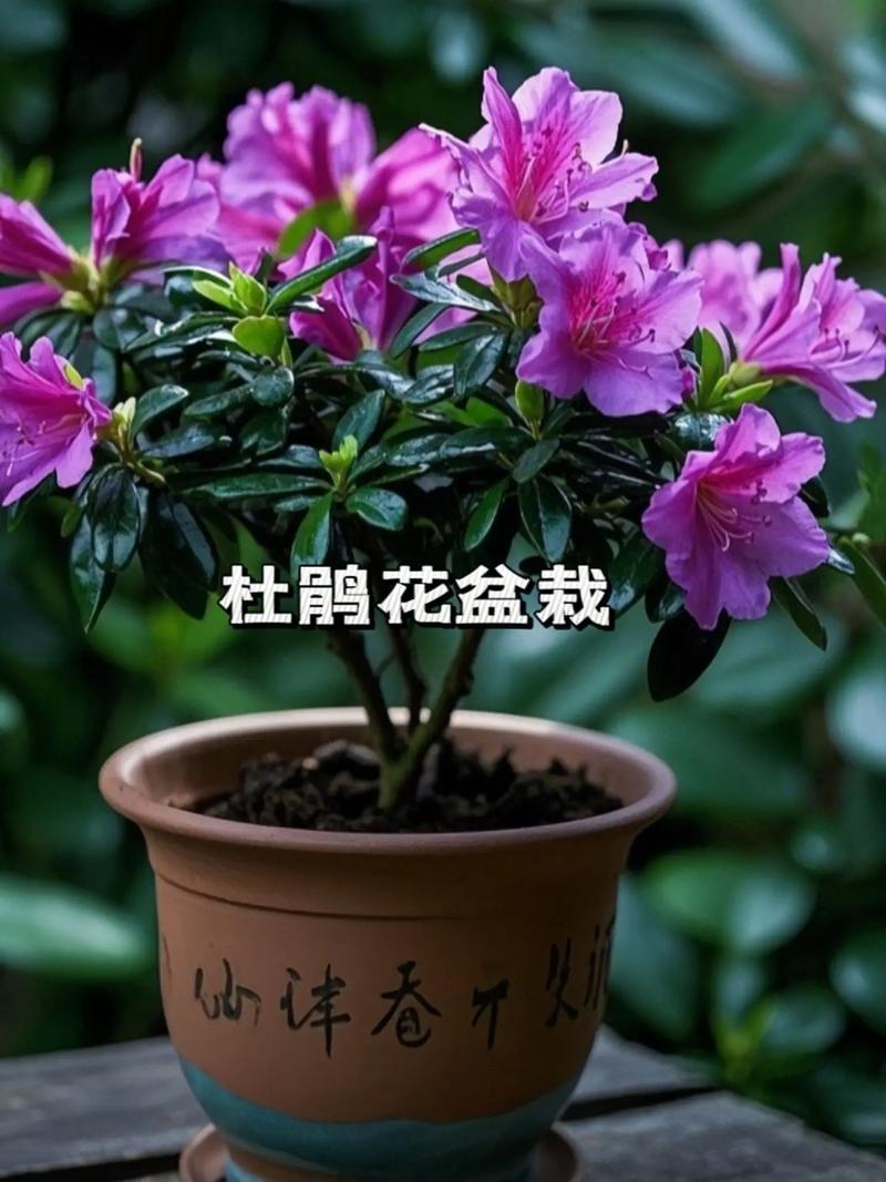 杜鹃花什么季节开花?花期、养护与促花要点一次说清 七、总结